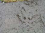 dino_prints_038