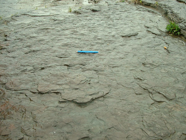 dino_prints_013a