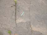 dino_prints_009a