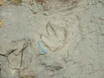 dino_prints_022a