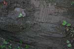 Hatfield_032b