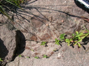 DSCN0575