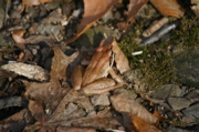 IMG_1693.JPG