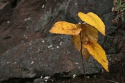 IMG_7347.JPG