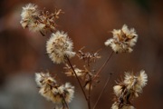 _MG_4262