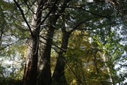 _MG_3750.JPG