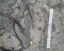 footprint8.jpg