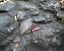 outcrop3c.jpg