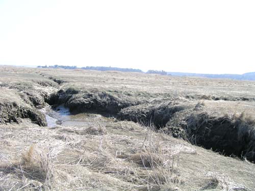 Plum_Island_74