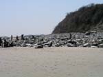 Plum_Island_49