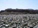 Plum_Island_54
