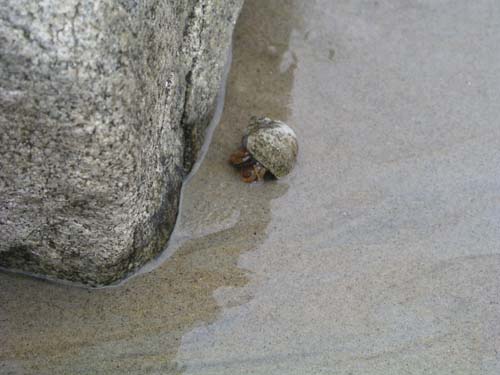 Plum_Island_115