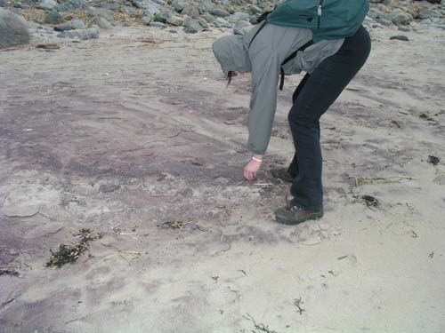 Plum_Island_132