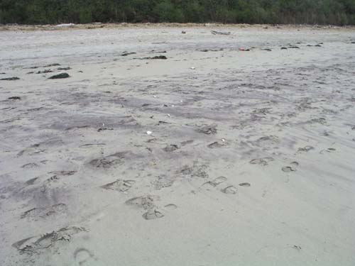 Plum_Island_134