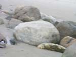 Plum_Island_116