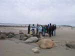 Plum_Island_118