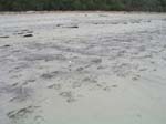 Plum_Island_134