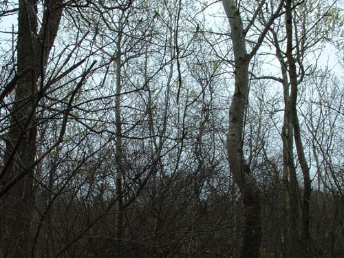 Plum_Island_205