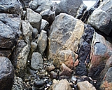 capeann19.jpg