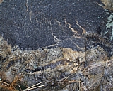capeann44.jpg