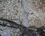 capeann45.jpg