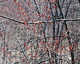 vermont65.jpg