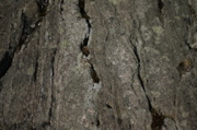 IMG_4335.JPG
