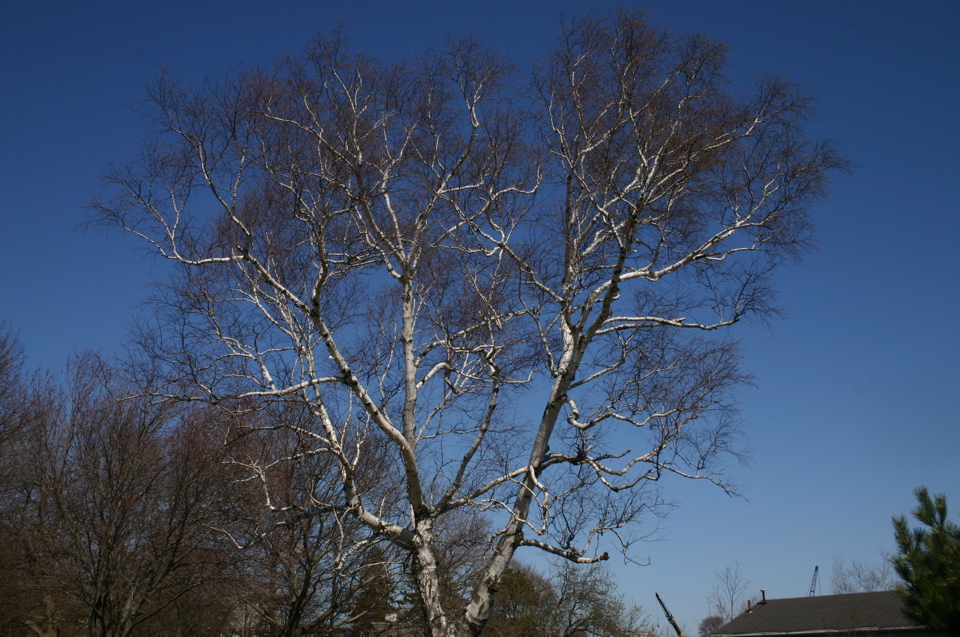 IMG_8781.JPG