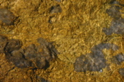 IMG_8811.JPG