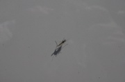 IMG_8958.JPG