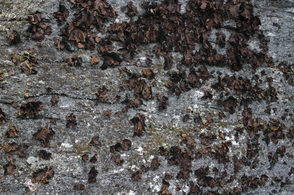 IMG_2085.JPG
