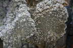 IMG_2068.JPG