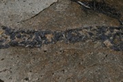 IMG_9790.JPG