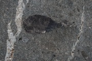 IMG_9795.JPG