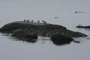 IMG_9801.JPG