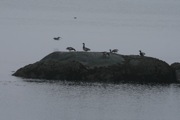 IMG_9806.JPG