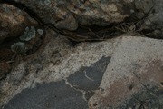 IMG_9810.JPG