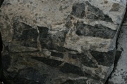 IMG_9730.JPG