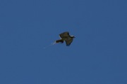 IMG_9889a