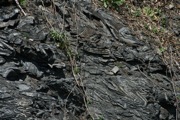 IMG_9925.JPG