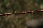 IMG_9994.JPG