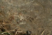 IMG_0007.JPG