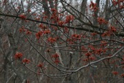 IMG_0127.JPG
