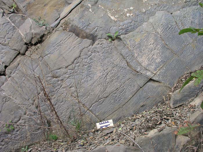 P1010005