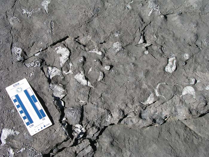 P1010061