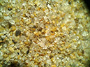 091909_plum_is