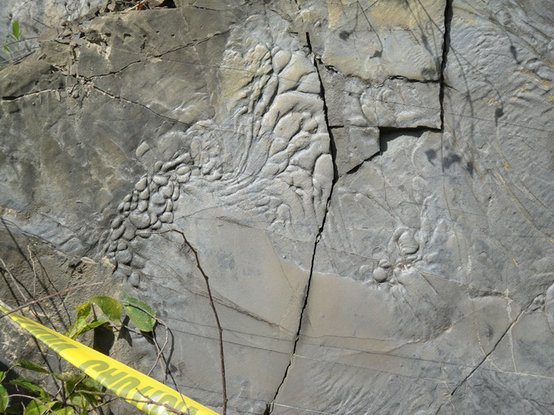 JIRP, Copper Ridge, Geology 2011 257