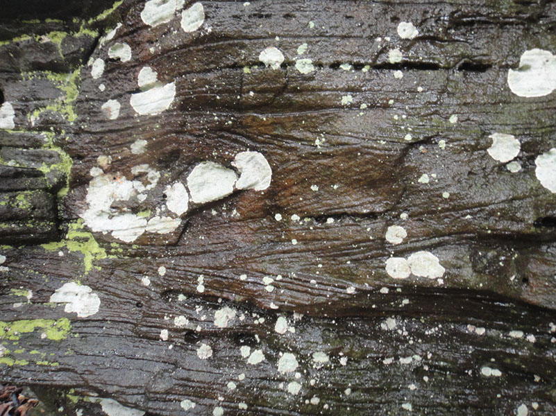 JIRP, Copper Ridge, Geology 2011 275