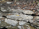 JIRP, Copper Ridge, Geology 2011 262
