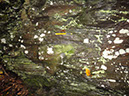 JIRP, Copper Ridge, Geology 2011 278